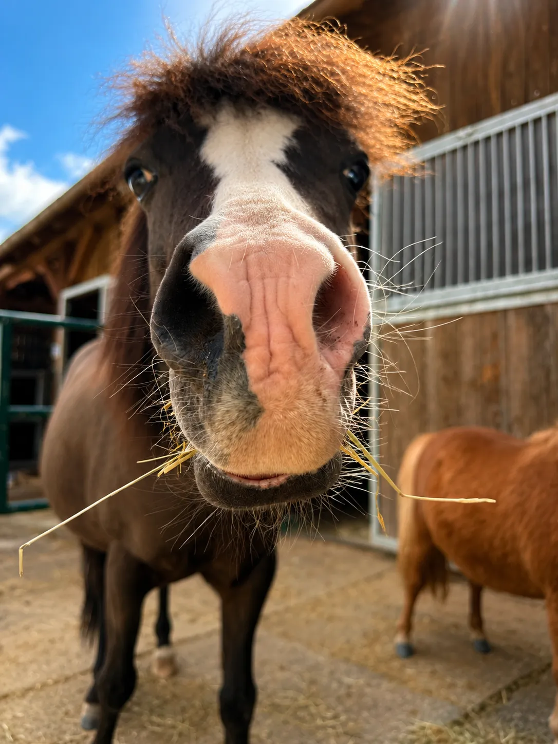 Pony Snoopy aus der Nähe